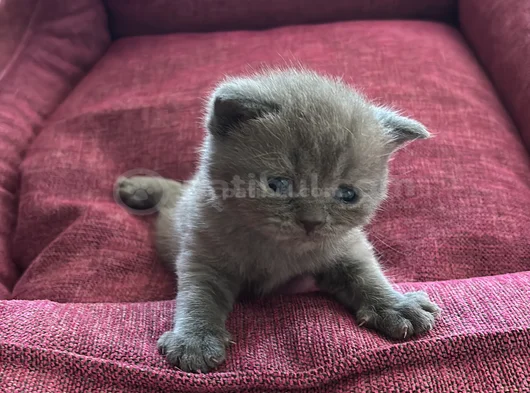 Özenle Bakılmış Yavru Kedi  Sadece Sorumluluk Alabilecekler görsel