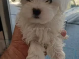 Maltese Bebeklerimiz