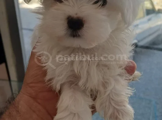 Maltese Bebeklerimiz görsel