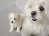 Maltese Bebeklerimiz