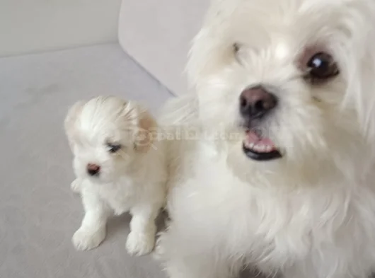 Maltese Bebeklerimiz görsel