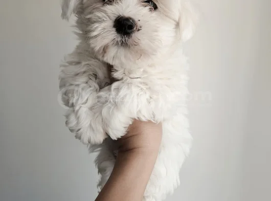 Maltese Bebeklerimiz görsel