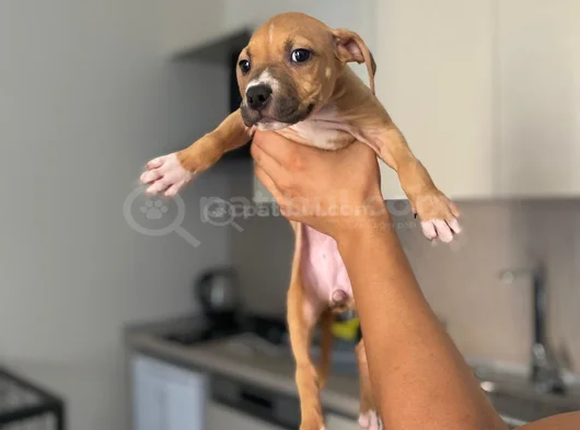 Safkan Pi̇tbull Yavrular görsel