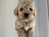 Çok Özel Orji̇nal Toy Poodle Yavrularimiz