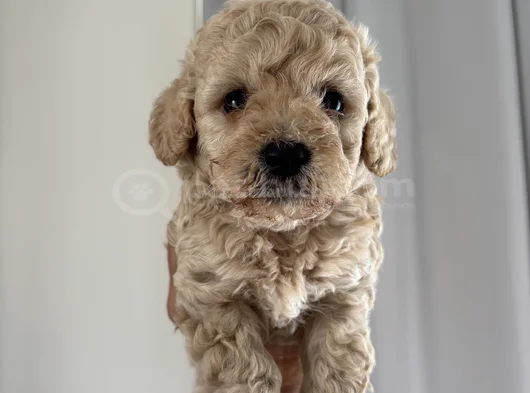 Çok Özel Orji̇nal Toy Poodle Yavrularimiz görsel