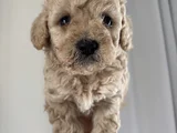 ÇOK ÖZEL ORJİNAL TOY POODLE YAVRULARIMIZ