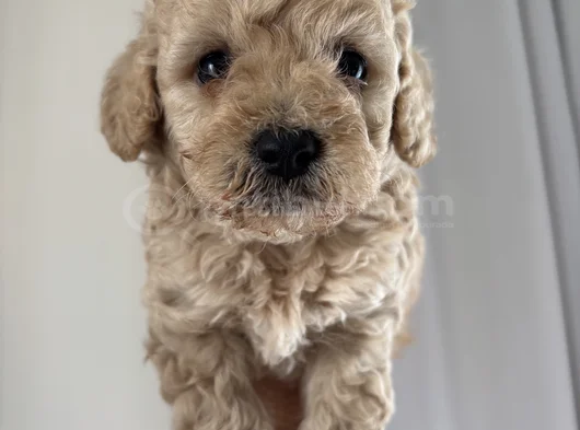 Çok Özel Orji̇nal Toy Poodle Yavrularimiz