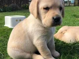 Dişi Erkek Labrador Yavrularımız