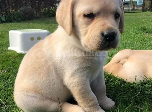 Dişi Erkek Labrador Yavrularımız görsel