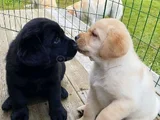 Dişi Erkek Labrador Yavrularımız