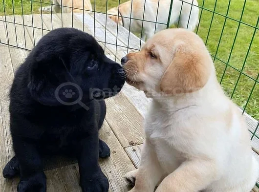 Dişi Erkek Labrador Yavrularımız görsel