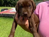 Dişi Erkek Labrador Yavrularımız