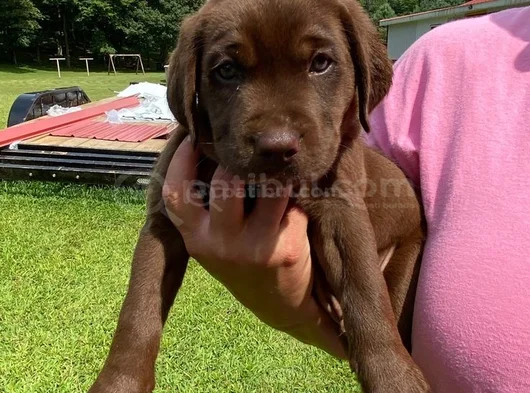 Dişi Erkek Labrador Yavrularımız görsel