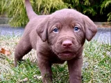 Dişi Erkek Labrador Yavrularımız