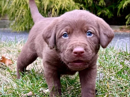 Dişi Erkek Labrador Yavrularımız görsel