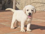 Dişi erkek labrador yavrularımız