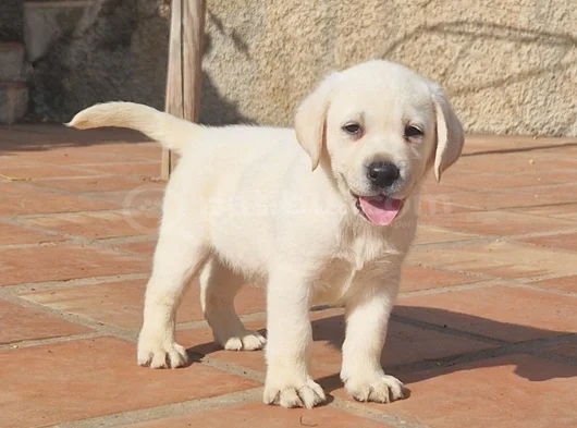 Dişi erkek labrador yavrularımız