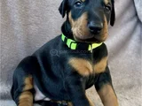 Özel seçim Elit doberman yavruları