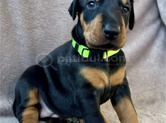 Özel seçim Elit doberman yavruları