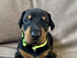 Özel Seçim Elit Doberman Yavruları