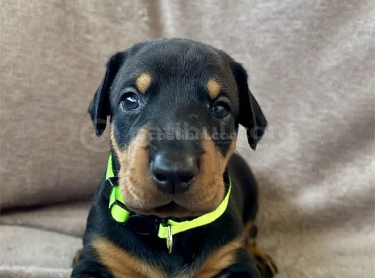 Özel Seçim Elit Doberman Yavruları görsel