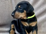 Özel Seçim Elit Doberman Yavruları