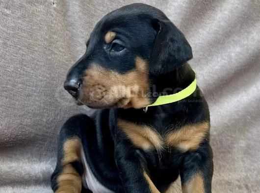 Özel Seçim Elit Doberman Yavruları görsel