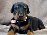 Özel Seçim Elit Doberman Yavruları