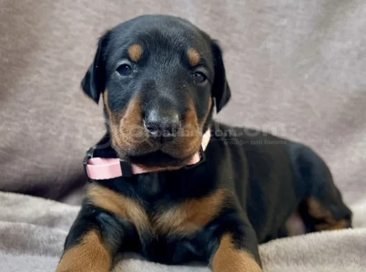 Özel Seçim Elit Doberman Yavruları görsel