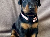 Özel Seçim Elit Doberman Yavruları