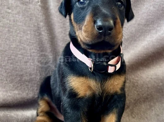 Özel Seçim Elit Doberman Yavruları görsel
