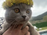 British Shorthair Ücretsiz Kedi