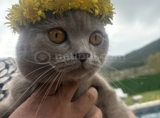 British Shorthair Ücretsiz Kedi