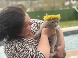 British Shorthair Ücretsiz Kedi