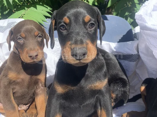 Şampiyon Soydan Doberman Yavrular görsel