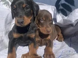 Şampiyon Soydan Doberman Yavrular