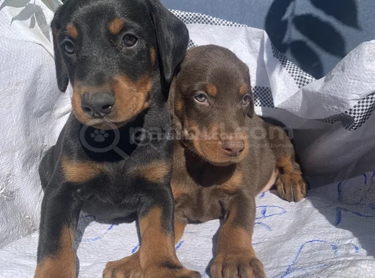 Şampiyon Soydan Doberman Yavrular görsel