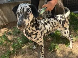 Erkek 6 aylık dalmaçyalı aşılı karneli çipli