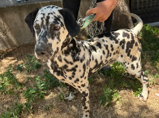 Erkek 6 Aylık Dalmaçyalı Aşılı Karneli Çipli