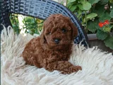 En Özel Poodle Yavrular