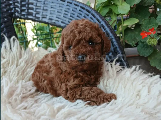 En Özel Poodle Yavrular görsel