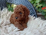 En Özel Poodle Yavrular