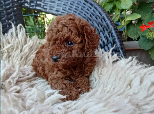 En Özel Poodle Yavrular görsel