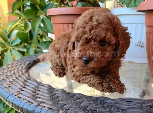 En Özel Poodle Yavrular