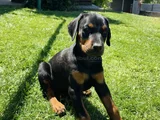 Show Kalite Doberman Yavrular