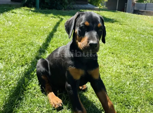 Show Kalite Doberman Yavrular görsel