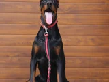 Show Kalite Doberman Yavrular