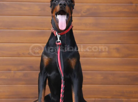 Show Kalite Doberman Yavrular görsel