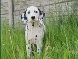 101 Dalmaçyalı Yavrular