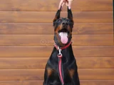 Show kalite doberman yavrular